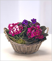 African Violet Basket